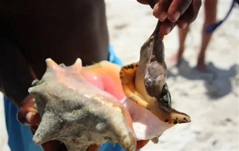 Underwater Delicacy What Does Conch Taste Like