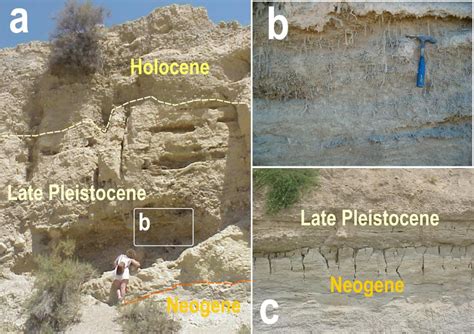 Relationships Among Late Pleistocene Holocene Deposits And The Neogene