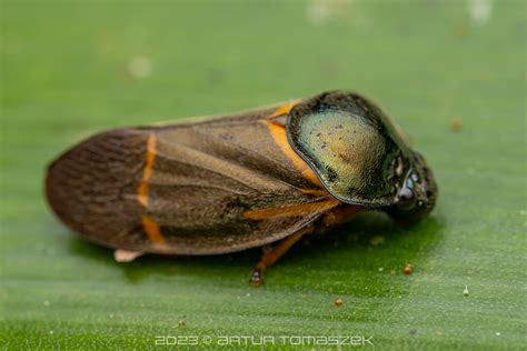 Froghoppers In April 2023 By Artur Tomaszek INaturalist