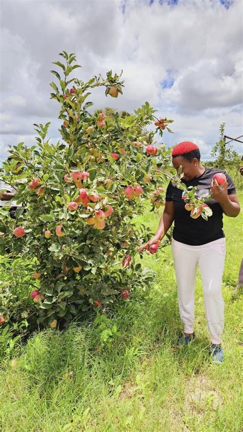 How Long Does It Take For Wambugu Apple Trees To Produce Fruit