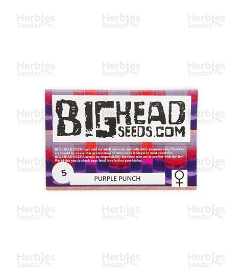 Purple Punch Feminized Seeds For Sale By Big Head Seeds Herbies Seeds