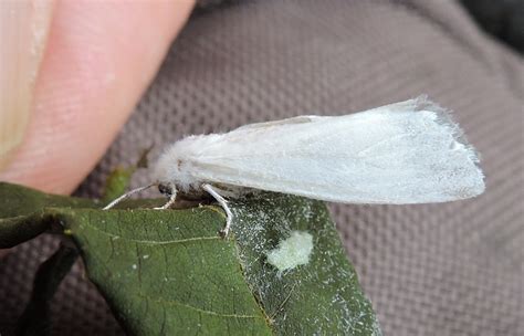 Springfield Plateau Innocent White Moth