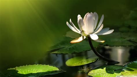 Zen Lotus Flower Wallpapers - Top Free Zen Lotus Flower Backgrounds ...