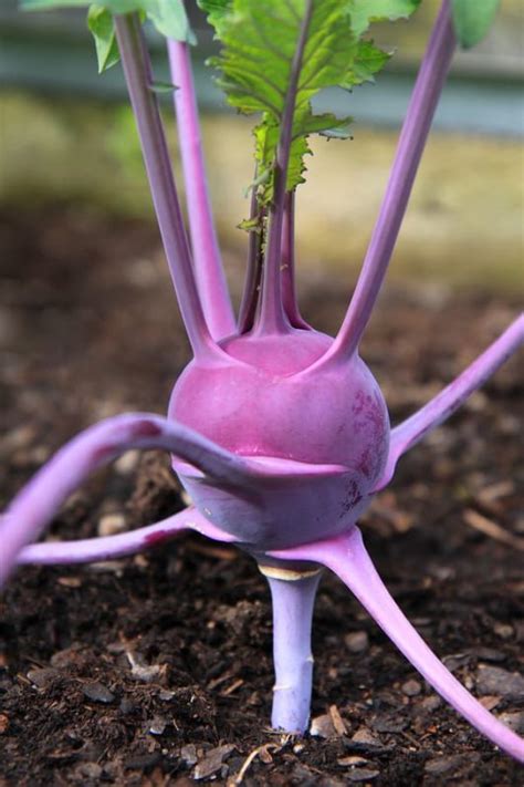 How To Plant And Grow Kohlrabi Harvest To Table