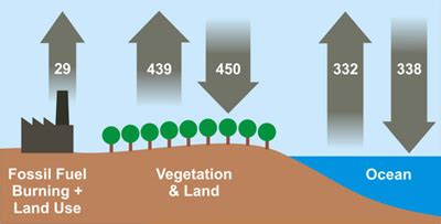 biomass-global-carbon-cycle – Washington Forest Protection Association