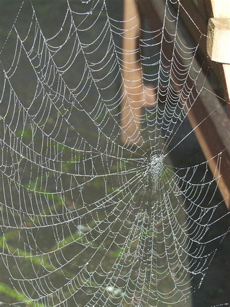 Spider Web Cobweb Free Photo On Pixabay Pixabay