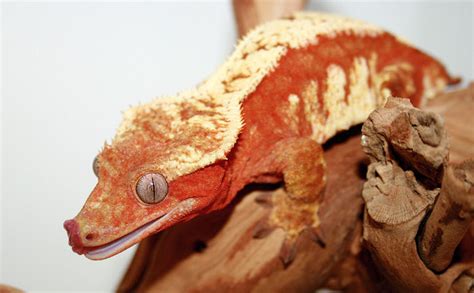 Crested Gecko Care And Information - Reptiles Magazine