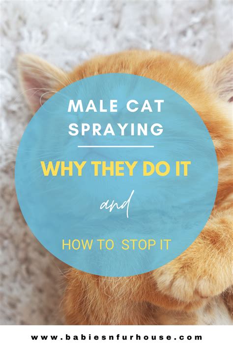 Male Cat Spraying Why They Do It And How To Stop It Artofit