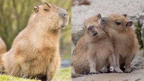 Fotos De Capibaras Para Compartir Con Tus Amigos Petlife