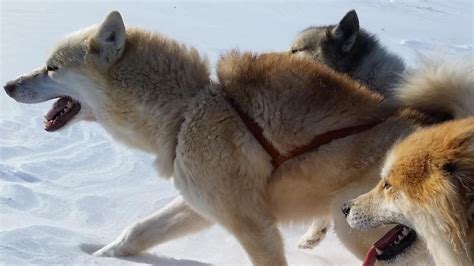 Unique Sled Dogs Helped The Inuit Thrive In The North American Arctic