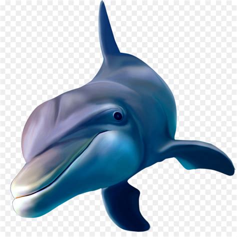 Golfinhocomum Roughtoothed Dolphin Shortbeaked Golfinhocomum Png