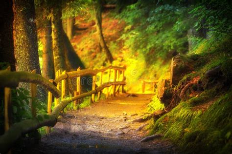 A Dirt Path In A Small Ravine Of Autumn Forest In A Warm Sunny Day