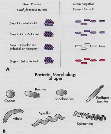 Gram Stain Interpretation Chart