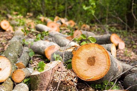 Holzstapel Im Wald Stock Bild Colourbox