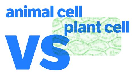 Plant Cell vs. Animal Cell: What’s The Difference? | Dictionary.com