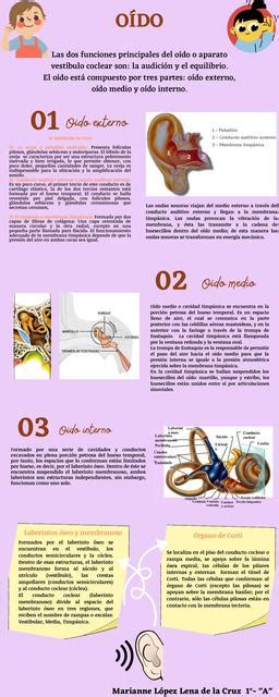 Infografía de Oído Marianne Lldlc uDocz