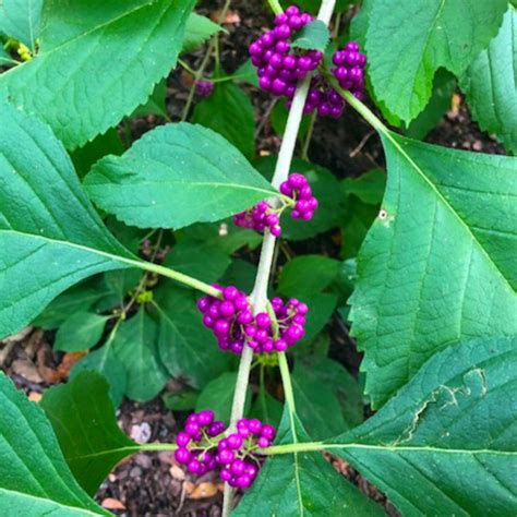 Wild Foraging With Courtney Learn About Edible Medicinal Wild