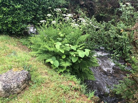 Japanese Knotweed Pictures Images In Cornwall Devon Somerset