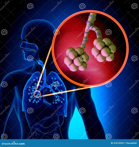 Lungs Alveoli Human Respiratory System Anatomy Stock Illustration