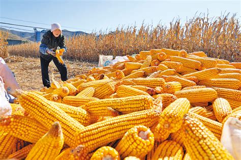 玉米丰收好时节 遍地金黄粮满仓