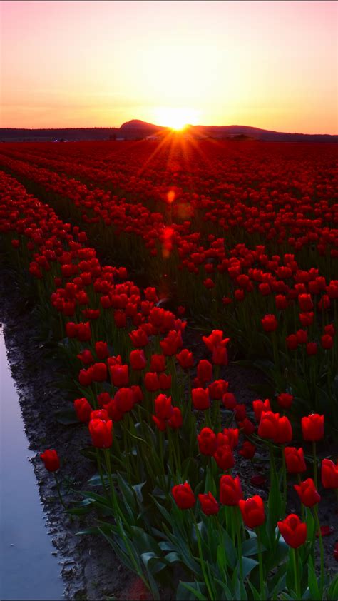 Skagit Valley Wallpaper (Tulip fields, Tourism) #6270