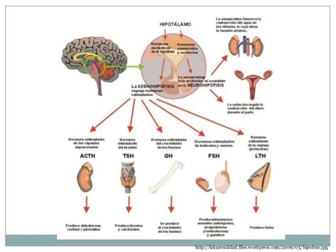 Sistema Endocrino Parte 1