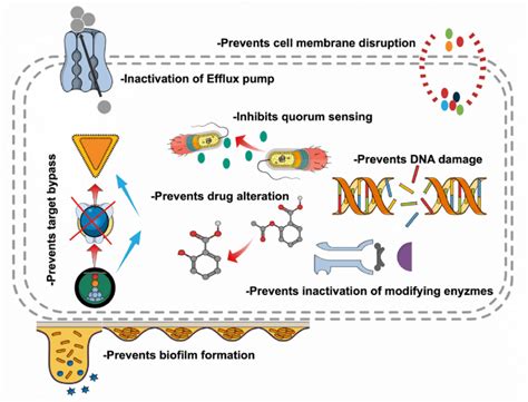 Phytochemicals As Antimicrobials Mode Of Action And Their Effectiveness