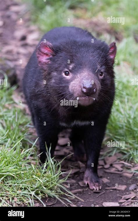 The Iconic Tasmanian Devil In A Natural Environment On A Cool Spring