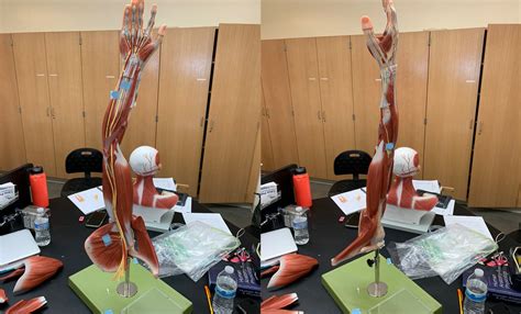 Anterior Posterior Arm Muscle Diagrams Diagram Quizlet