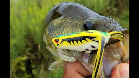 Pond Fishing For Bass With The Spro Popping Frog YouTube