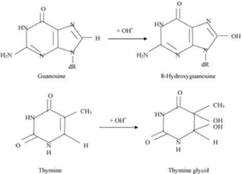 Lecture 17and18 Dna Damage And Mutagenesis Flashcards Quizlet