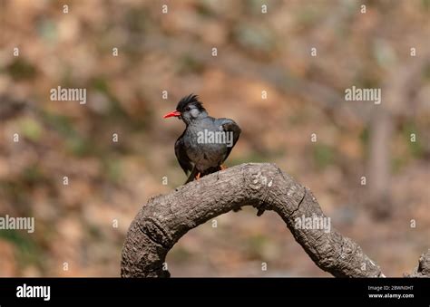 Black Bulbul Hypsipetes Leucocephalus Bird Also Known As The