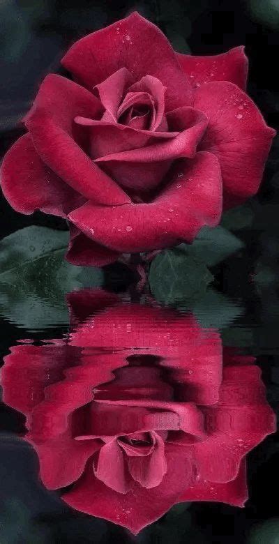 Pin By Ana Mar A Anil On Roses Red Roses Flowers Rose