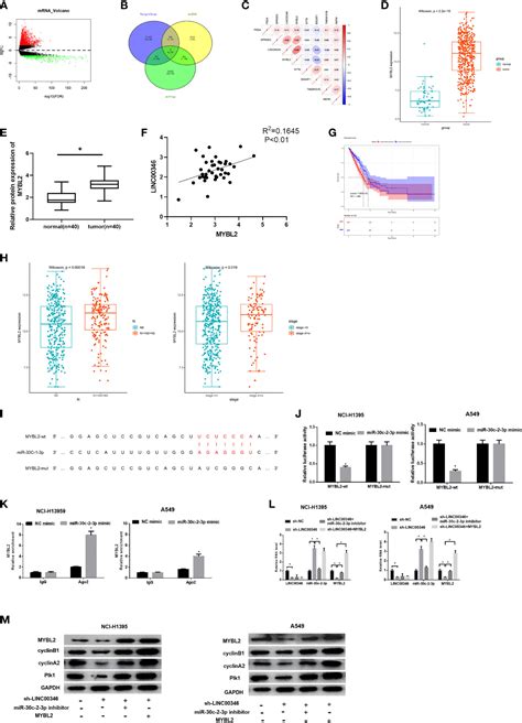 Frontiers Linc Sponges Mir C P To Promote The Development