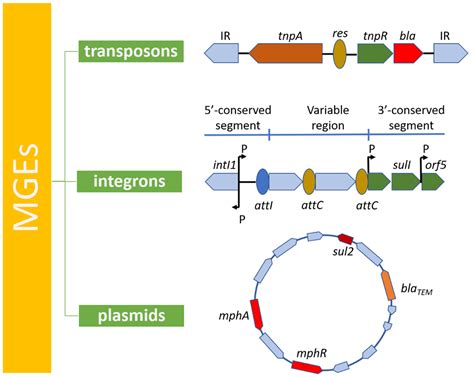 Genes Free Full Text Molecular Factors And Mechanisms Driving