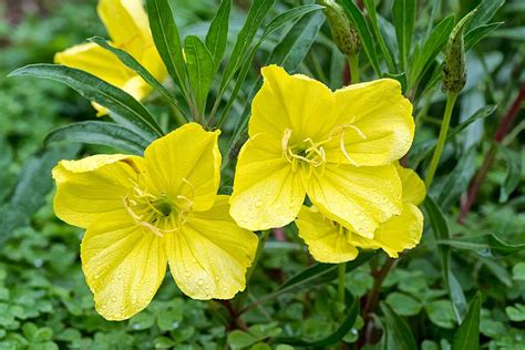 How To Grow Missouri Evening Primrose Gardeners Path