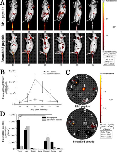 In Vivo Fluorescence Imaging Rp Showed A High Binding Specificity To