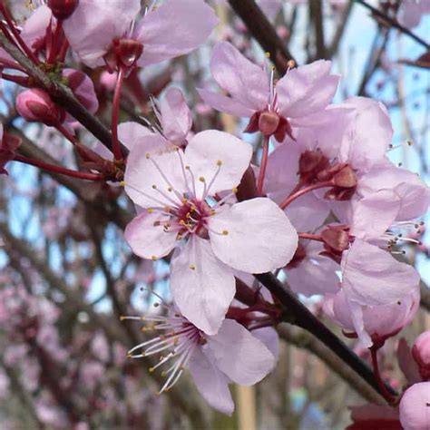 Prunus Cerasifera Pissardii Nigra 12 Litres Ornamental Trees Tates