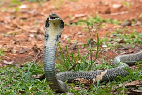 Fakta Fakta King Cobra Ular Berbisa Terbesar Di Dunia