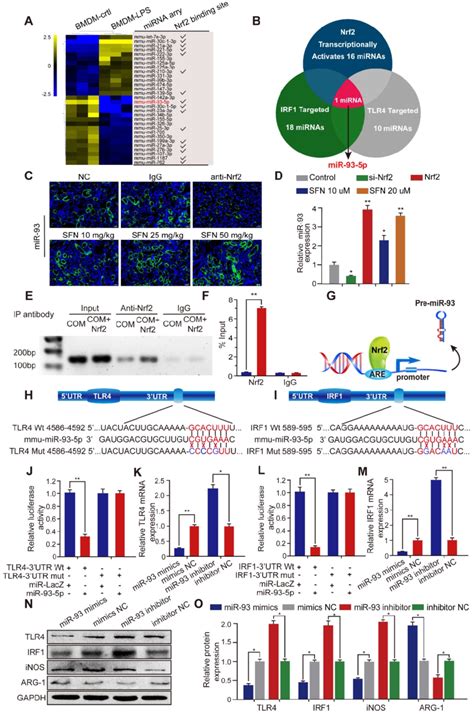 Nrf Inhibits Tlr And Irf Expression By Directly Binding To Mir