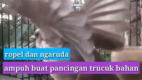 Kicau Suara Trucukan Ropel Panjang Dan Trucuk Garuda Ini Ampuh Buat