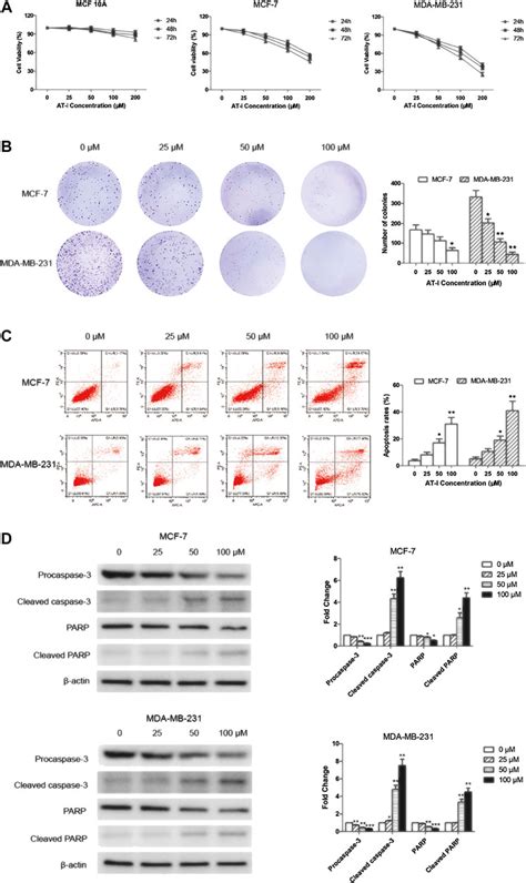 Frontiers Atractylenolide I Suppresses Tumorigenesis Of Breast Cancer