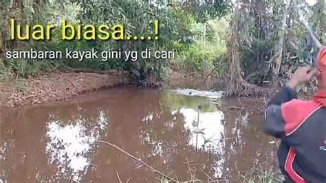 Bener Bener Jadi Titik Kumpul Ikan Gabus Tiap Lemparan Selalu Di Sambar