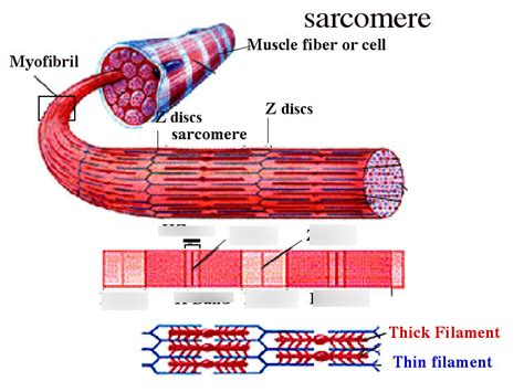 Sacromere Diagram Quizlet