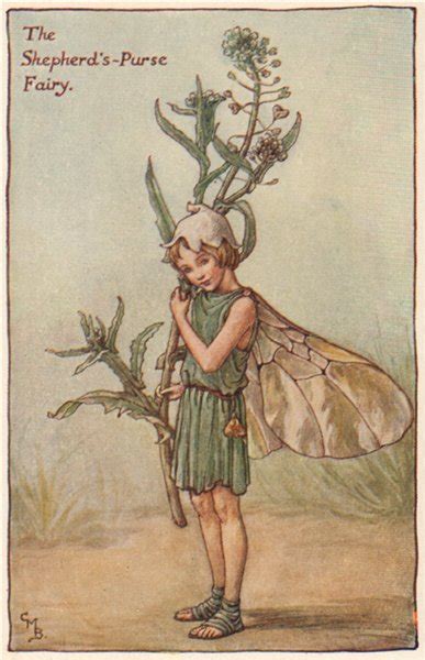 Stitchwort Fairy By Cicely Mary Barker Spring Flower Fairies C1935 Old