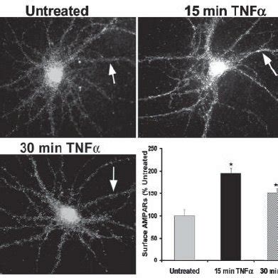 TNF α increases surface expression of AMPARs in primary hippocampal