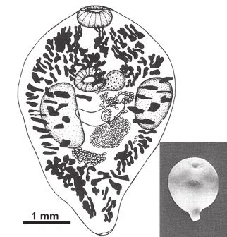 Adult Specimens Of Troglotrema Acutum Combined And Modified From