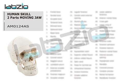 Labzio Life Size Premium Human Skull Model With Removable Calvarium