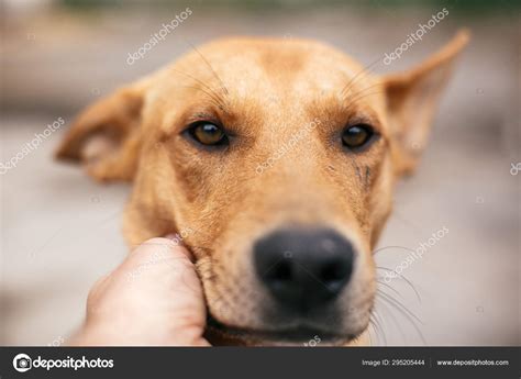 Mano Acariciando Lindo Perro Sin Hogar Con Ojos De Aspecto Dulce En