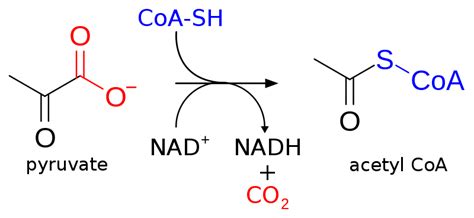 Pyruvic Acid Definition And Examples Biology Online Dictionary